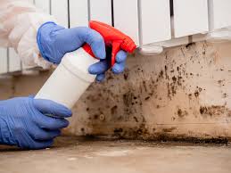 Best Mold Documentation for Insurance Claims  in Double Springs, AL